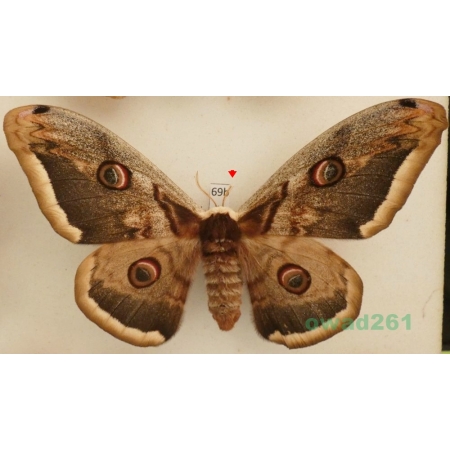 Saturnia pyri (Denis & Schiffermüller, 1775) female Pawica gruszówka Czech 118mm69b